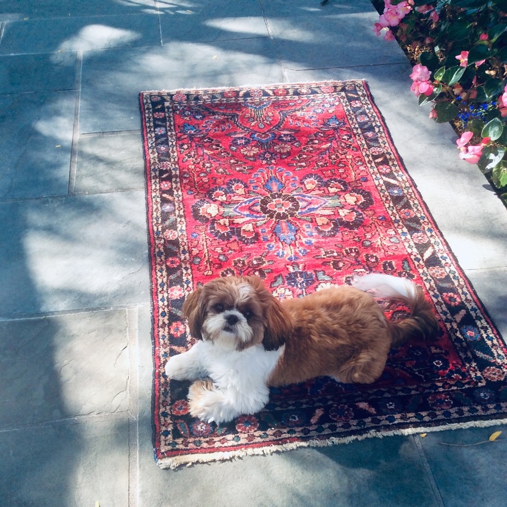 Stunning Antique Persian Sarouk Rug